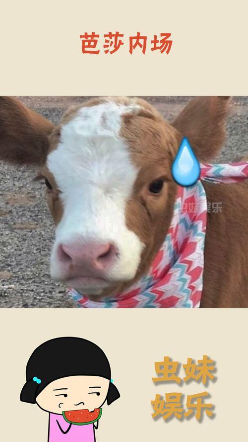 娱乐吃瓜酱情侣,甜蜜互动,揭秘明星爱情故事