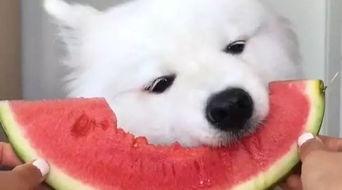 娱乐吃瓜酱萨摩耶,揭秘娱乐圈那些不为人知的幕后故事